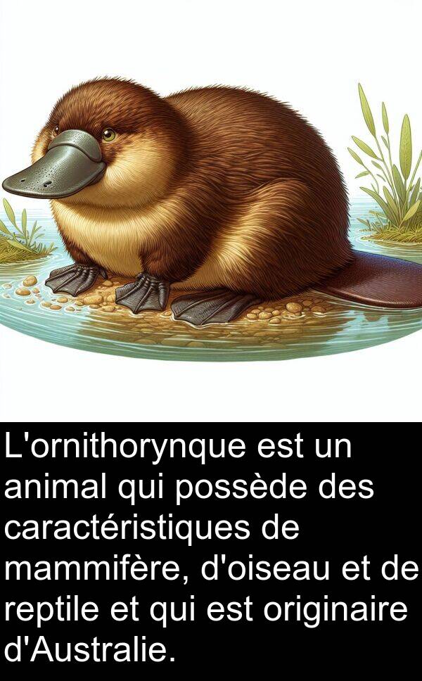 mammifère: L'ornithorynque est un animal qui possède des caractéristiques de mammifère, d'oiseau et de reptile et qui est originaire d'Australie.