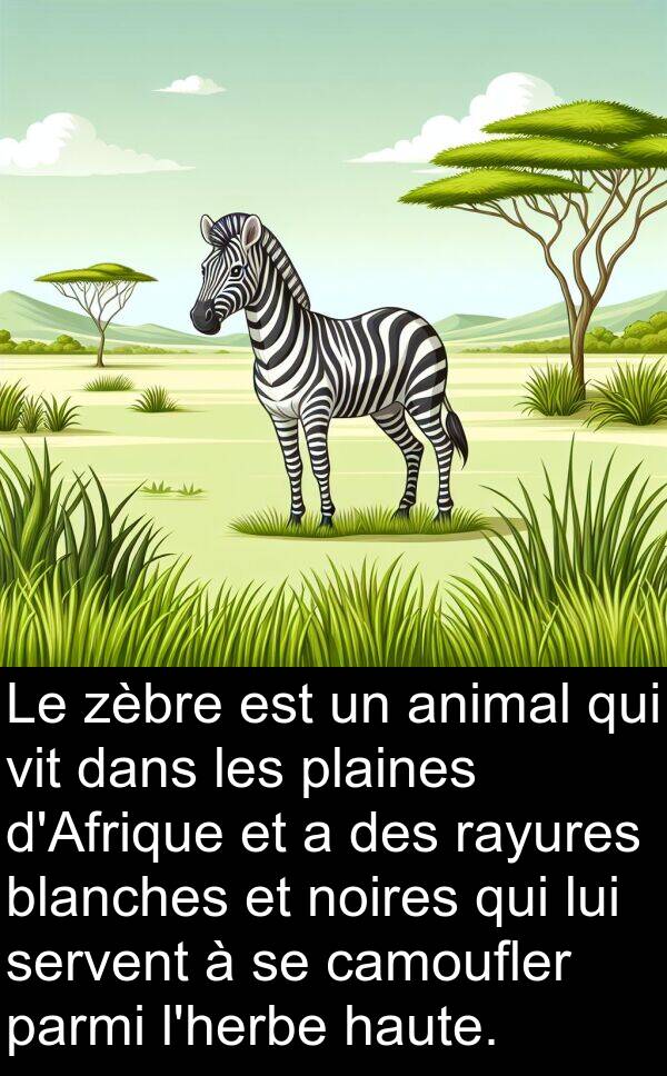 vit: Le zèbre est un animal qui vit dans les plaines d'Afrique et a des rayures blanches et noires qui lui servent à se camoufler parmi l'herbe haute.