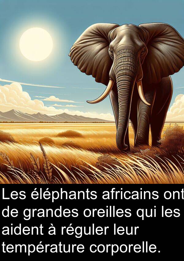 grandes: Les éléphants africains ont de grandes oreilles qui les aident à réguler leur température corporelle.