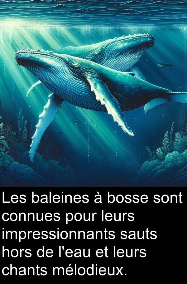 baleines: Les baleines à bosse sont connues pour leurs impressionnants sauts hors de l'eau et leurs chants mélodieux.