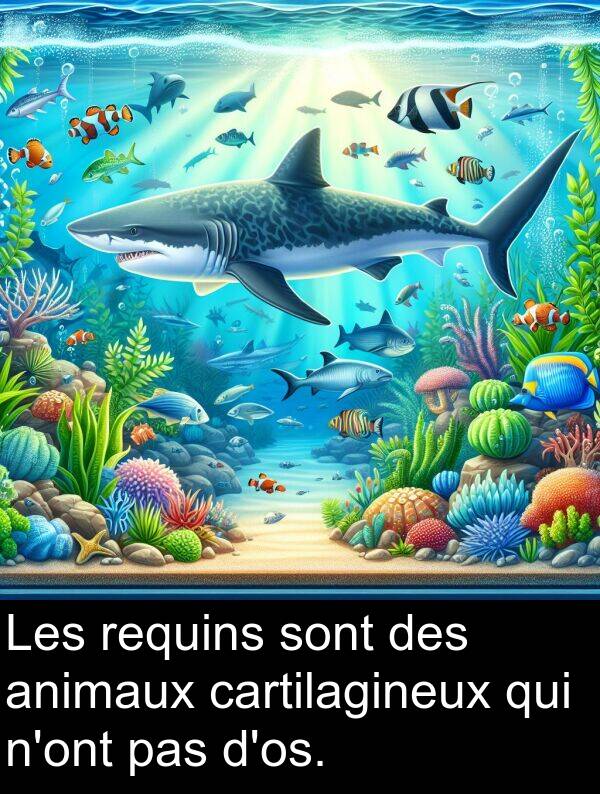 animaux: Les requins sont des animaux cartilagineux qui n'ont pas d'os.