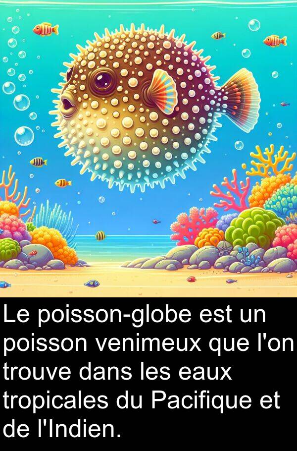 venimeux: Le poisson-globe est un poisson venimeux que l'on trouve dans les eaux tropicales du Pacifique et de l'Indien.