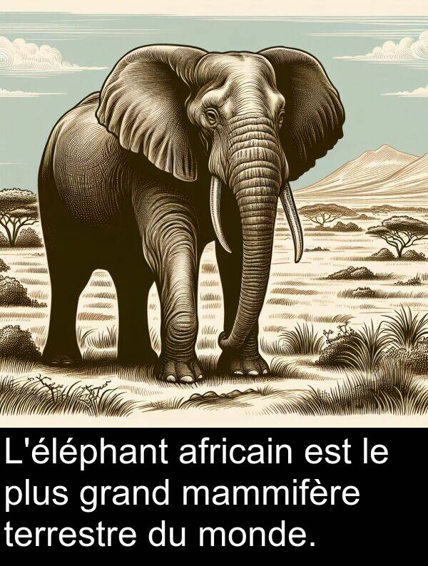 africain: L'éléphant africain est le plus grand mammifère terrestre du monde.