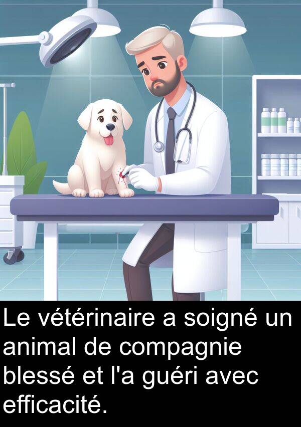 blessé: Le vétérinaire a soigné un animal de compagnie blessé et l'a guéri avec efficacité.