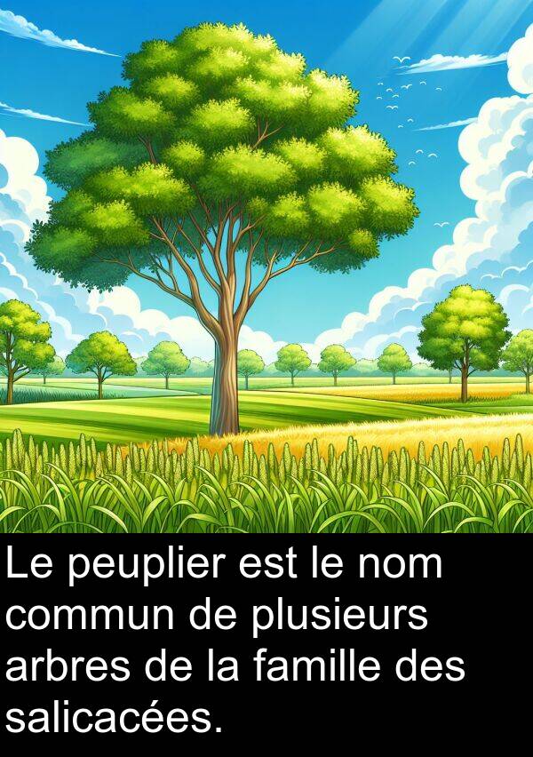 arbres: Le peuplier est le nom commun de plusieurs arbres de la famille des salicacées.