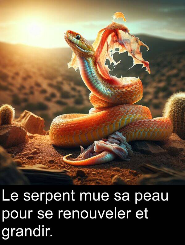 serpent: Le serpent mue sa peau pour se renouveler et grandir.