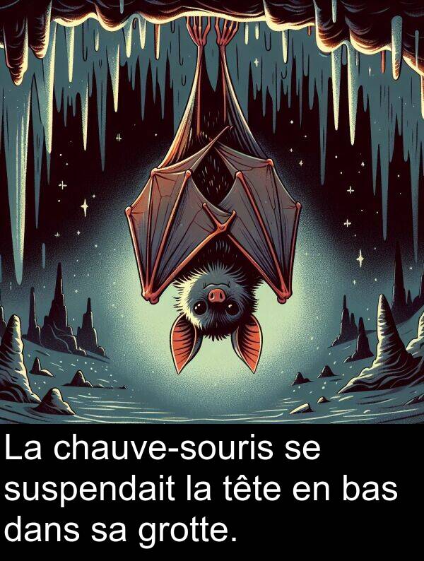 tête: La chauve-souris se suspendait la tête en bas dans sa grotte.