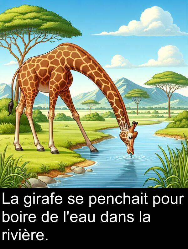 girafe: La girafe se penchait pour boire de l'eau dans la rivière.