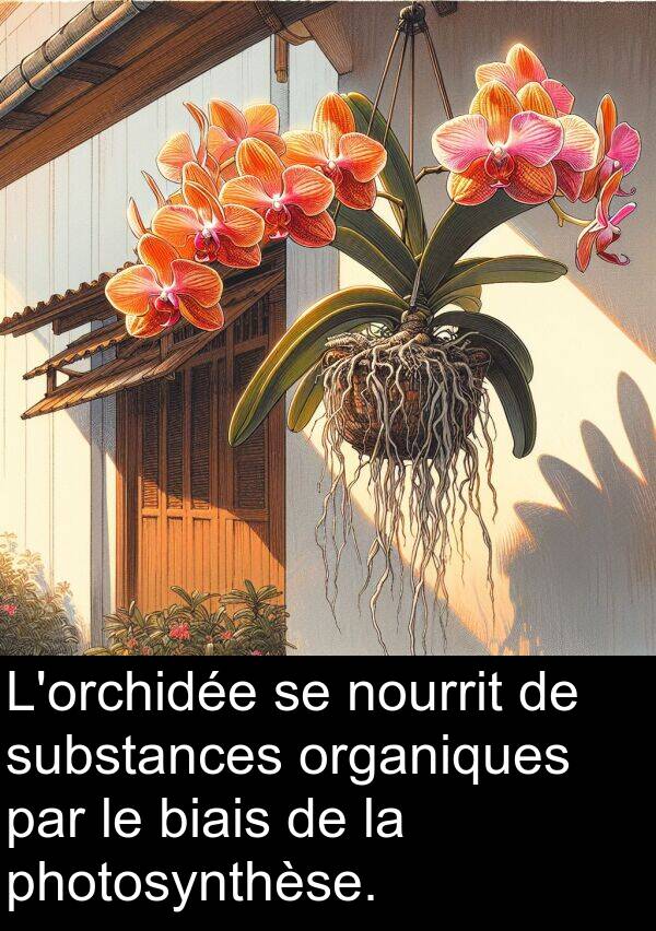 organiques: L'orchidée se nourrit de substances organiques par le biais de la photosynthèse.