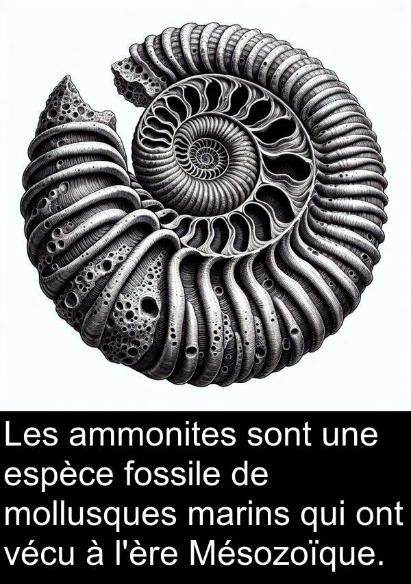 vécu: Les ammonites sont une espèce fossile de mollusques marins qui ont vécu à l'ère Mésozoïque.