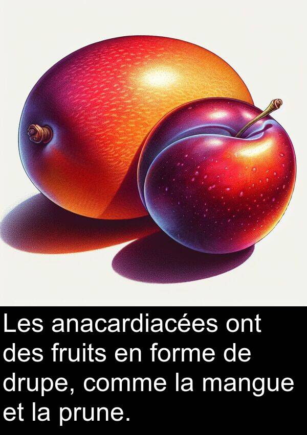 fruits: Les anacardiacées ont des fruits en forme de drupe, comme la mangue et la prune.