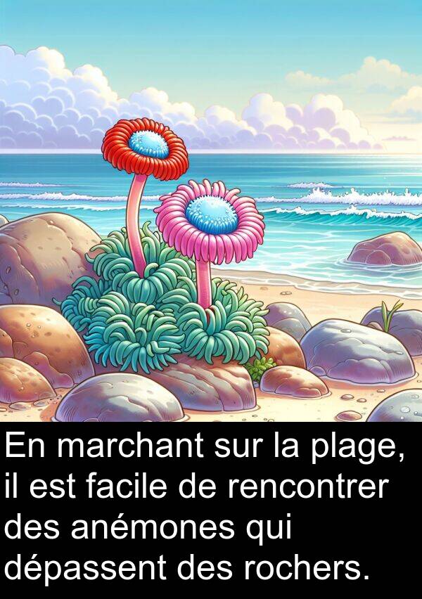 facile: En marchant sur la plage, il est facile de rencontrer des anémones qui dépassent des rochers.