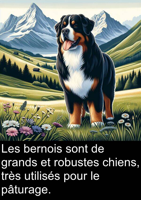 utilisés: Les bernois sont de grands et robustes chiens, très utilisés pour le pâturage.