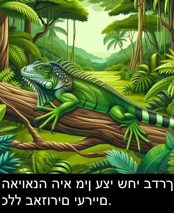 כלל: האיואנה היא מין עצי שחי בדרך כלל באזורים יעריים.