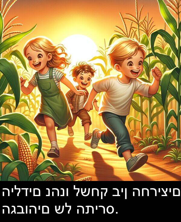 נהנו: הילדים נהנו לשחק בין החריצים הגבוהים של התירס.