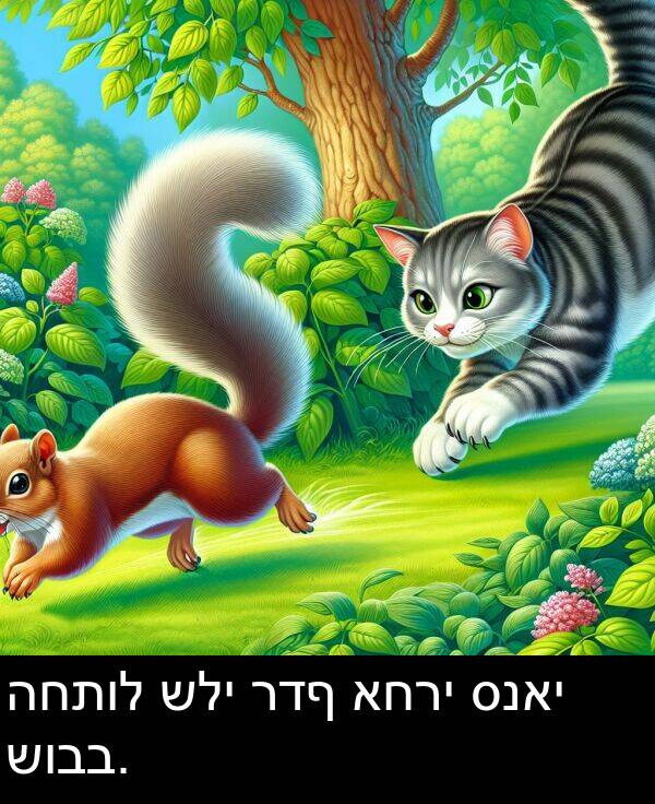 סנאי: החתול שלי רדף אחרי סנאי שובב.