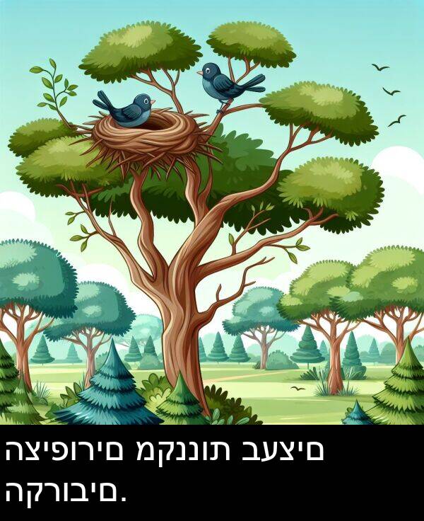 מקננות: הציפורים מקננות בעצים הקרובים.