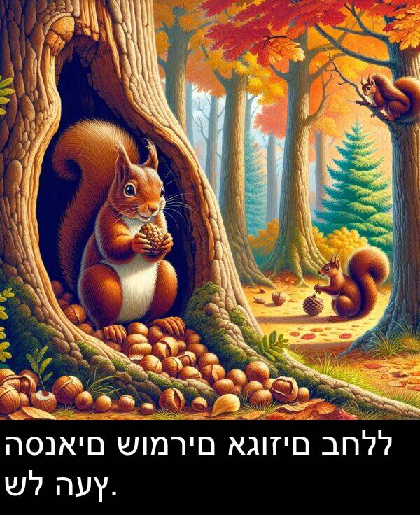 אגוזים: הסנאים שומרים אגוזים בחלל של העץ.