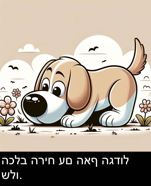 האף: הכלב הריח עם האף הגדול שלו.