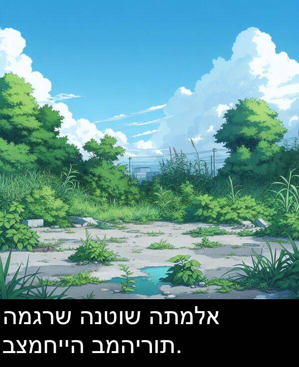 המגרש: המגרש הנטוש התמלא בצמחייה במהירות.