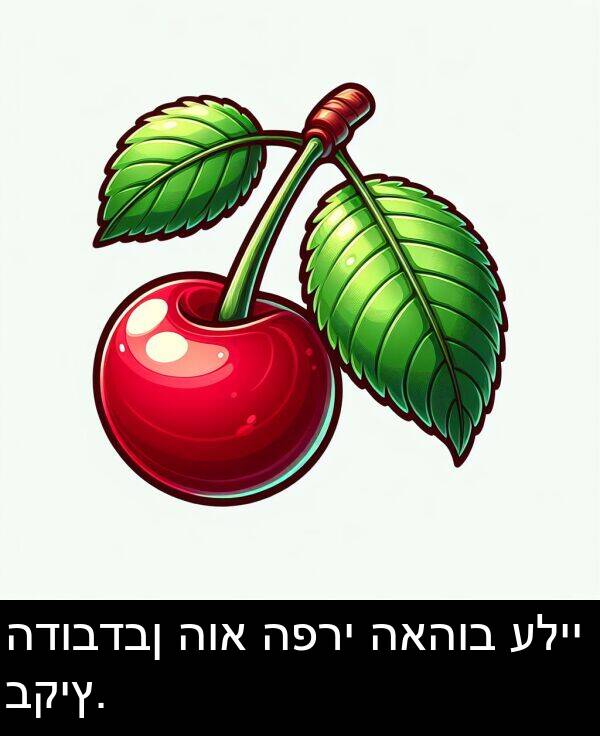 האהוב: הדובדבן הוא הפרי האהוב עליי בקיץ.