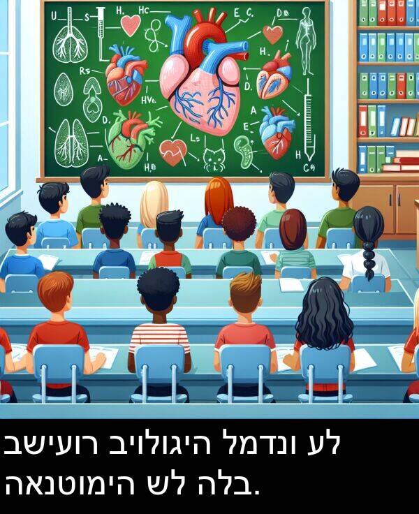 האנטומיה: בשיעור ביולוגיה למדנו על האנטומיה של הלב.