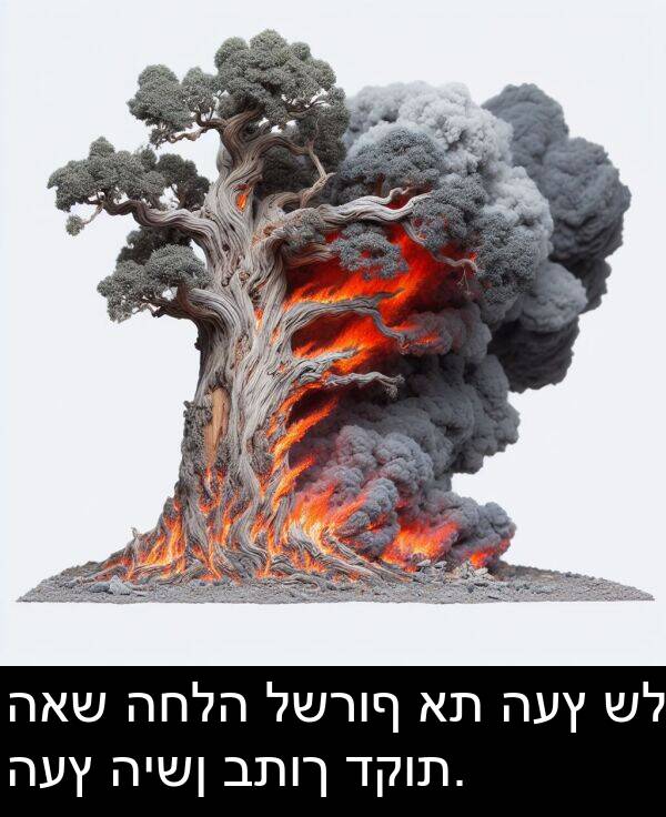 דקות: האש החלה לשרוף את העץ של העץ הישן בתוך דקות.