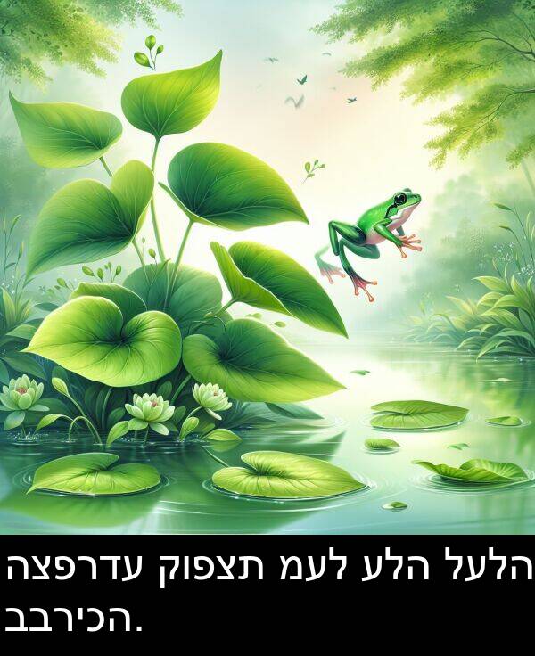 קופצת: הצפרדע קופצת מעל עלה לעלה בבריכה.