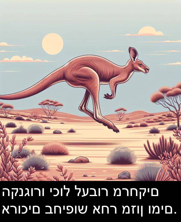 אחר: הקנגורו יכול לעבור מרחקים ארוכים בחיפוש אחר מזון ומים.