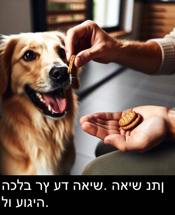 האיש: הכלב רץ עד האיש. האיש נתן לו עוגיה.