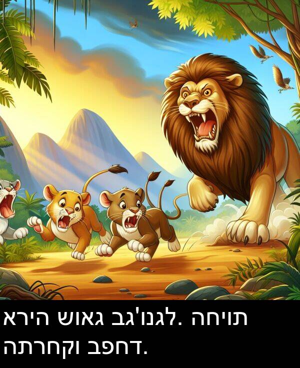 שואג: אריה שואג בג'ונגל. החיות התרחקו בפחד.