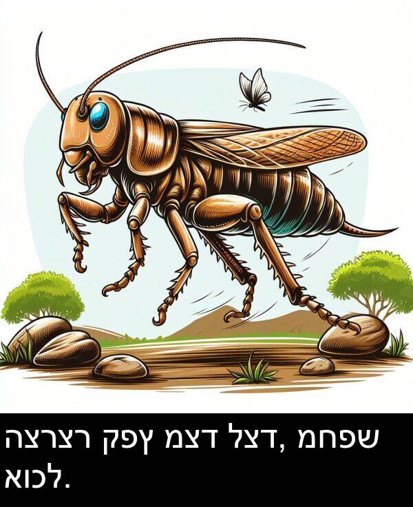 קפץ: הצרצר קפץ מצד לצד, מחפש אוכל.