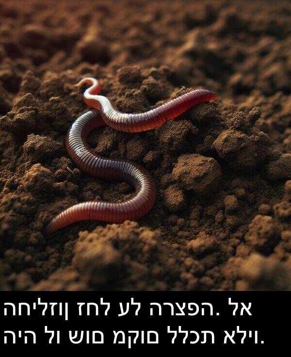 זחל: החילזון זחל על הרצפה. לא היה לו שום מקום ללכת אליו.