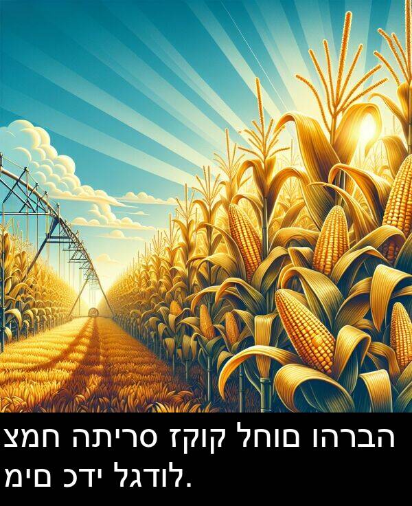 לגדול: צמח התירס זקוק לחום והרבה מים כדי לגדול.