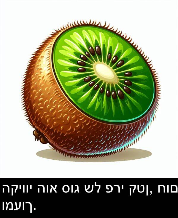 סוג: הקיווי הוא סוג של פרי קטן, חום ומעוך.