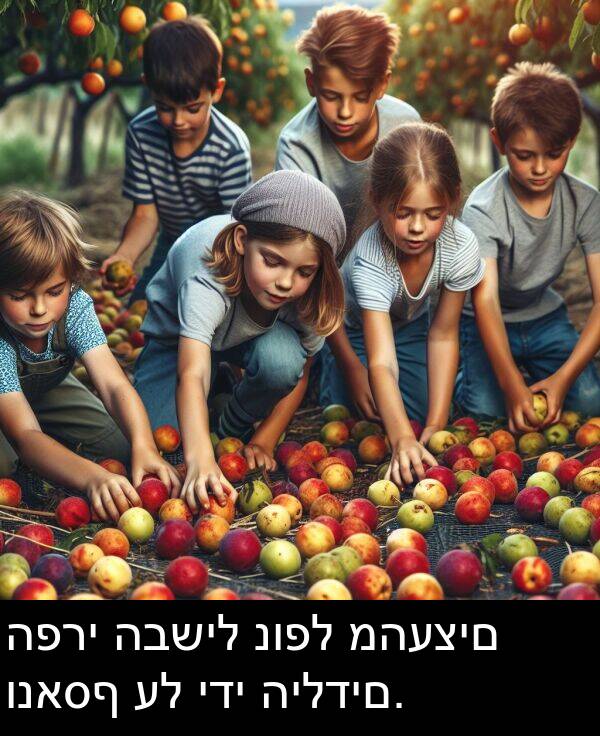 נופל: הפרי הבשיל נופל מהעצים ונאסף על ידי הילדים.