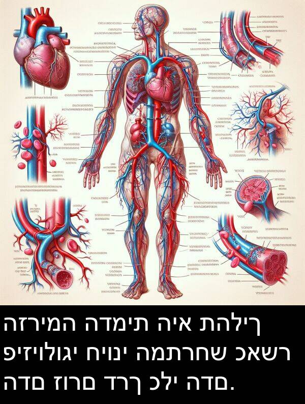 דרך: הזרימה הדמית היא תהליך פיזיולוגי חיוני המתרחש כאשר הדם זורם דרך כלי הדם.