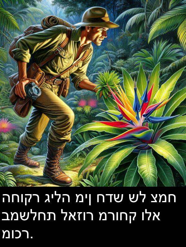 לאזור: החוקר גילה מין חדש של צמח במשלחת לאזור מרוחק ולא מוכר.