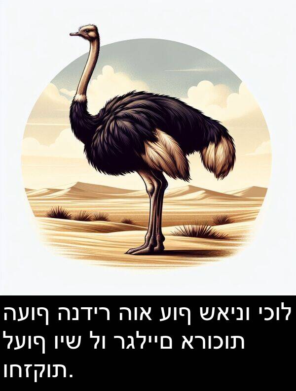 רגליים: העוף הנדיר הוא עוף שאינו יכול לעוף ויש לו רגליים ארוכות וחזקות.