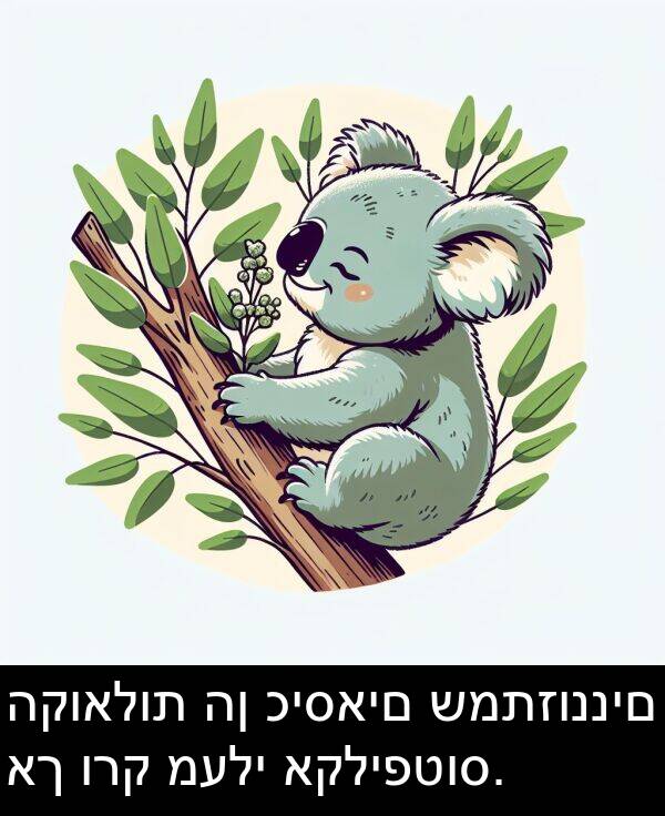 כיסאים: הקואלות הן כיסאים שמתזוננים אך ורק מעלי אקליפטוס.