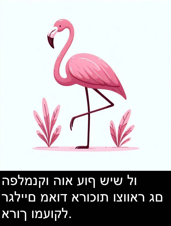 רגליים: הפלמנקו הוא עוף שיש לו רגליים מאוד ארוכות וצוואר גם ארוך ומעוקל.