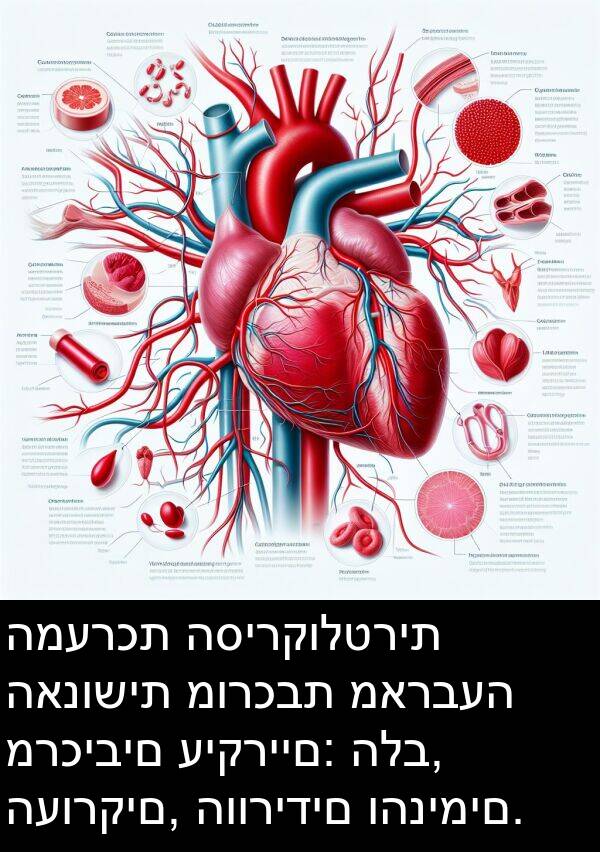 האנושית: המערכת הסירקולטרית האנושית מורכבת מארבעה מרכיבים עיקריים: הלב, העורקים, הוורידים והנימים.