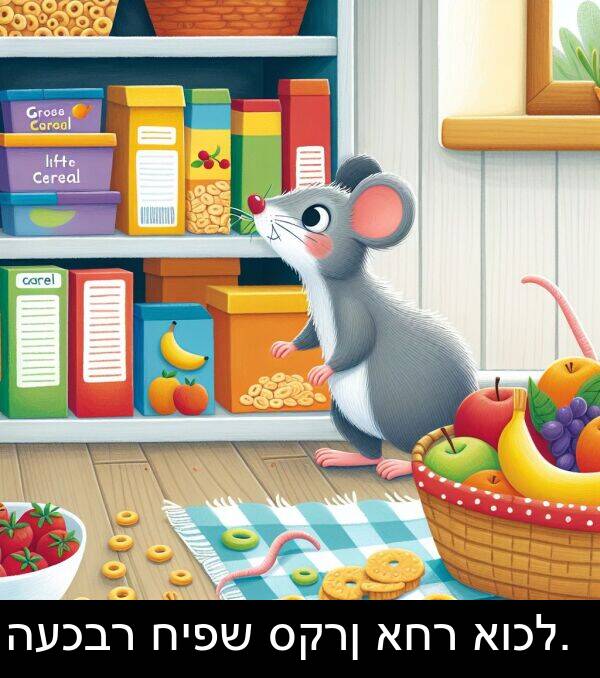 סקרן: העכבר חיפש סקרן אחר אוכל.