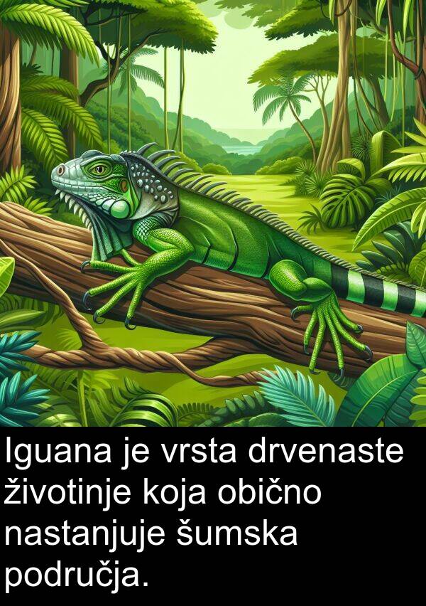 obično: Iguana je vrsta drvenaste životinje koja obično nastanjuje šumska područja.