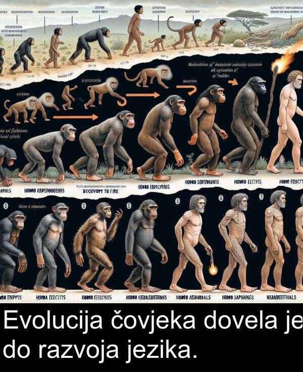 razvoja: Evolucija čovjeka dovela je do razvoja jezika.