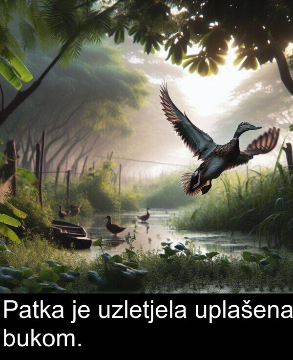 uplašena: Patka je uzletjela uplašena bukom.