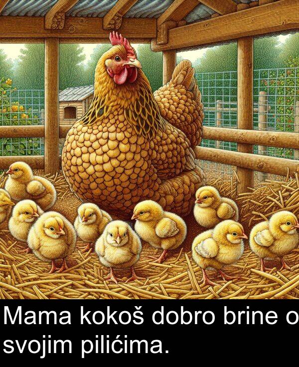 svojim: Mama kokoš dobro brine o svojim pilićima.