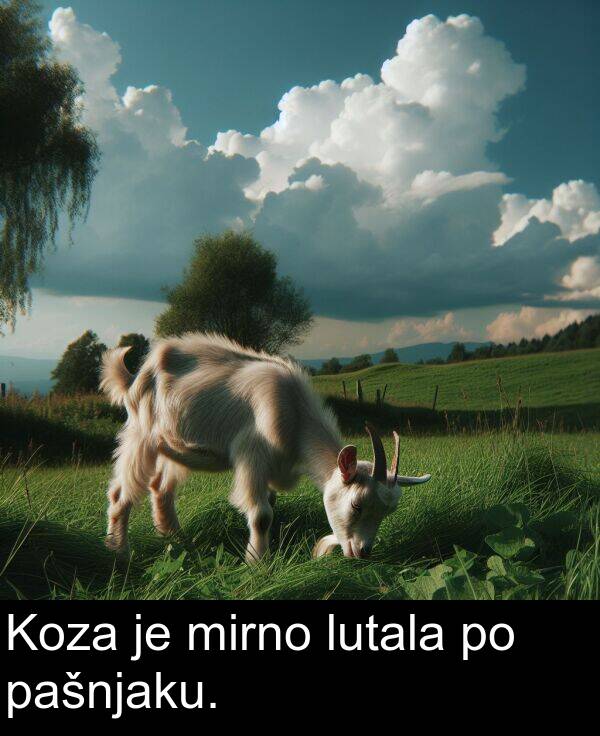 mirno: Koza je mirno lutala po pašnjaku.