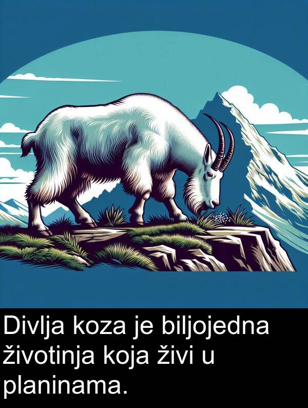 biljojedna: Divlja koza je biljojedna životinja koja živi u planinama.