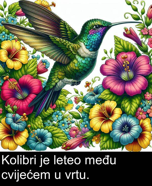 među: Kolibri je leteo među cvijećem u vrtu.